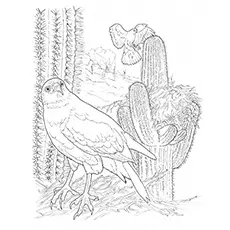 Harris hawk and cactus coloring page