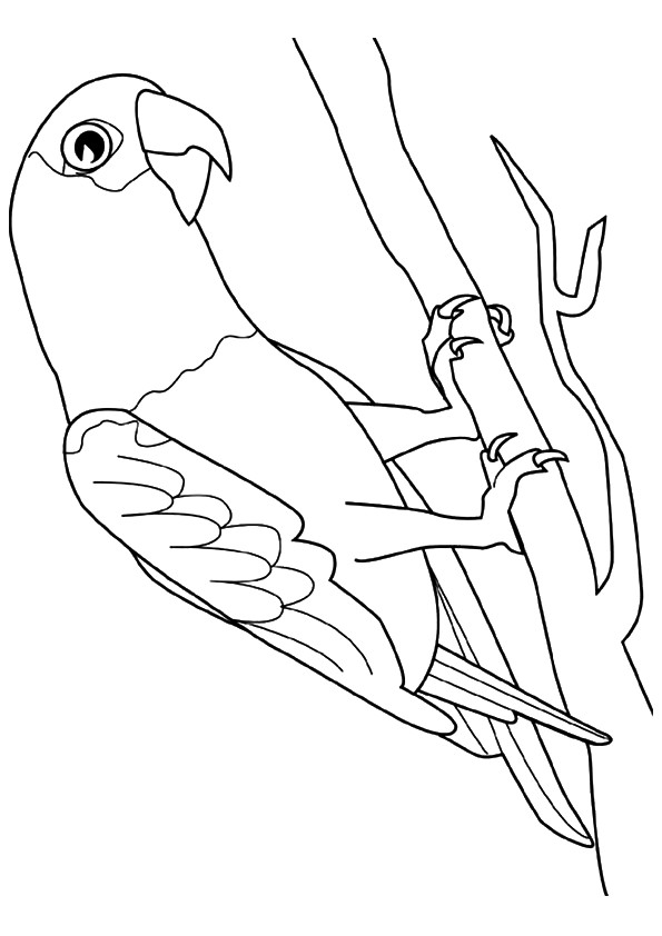 Hawk-Headed-Parrot