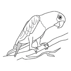 Hawk-headed parrot coloring page