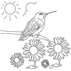 Hummingbird and sunflower coloring page