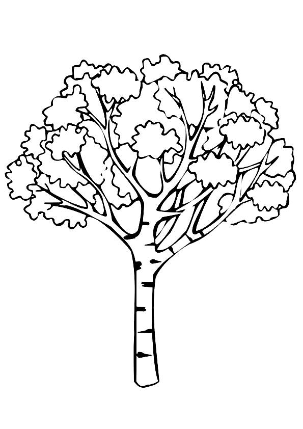 Joshua-Tree