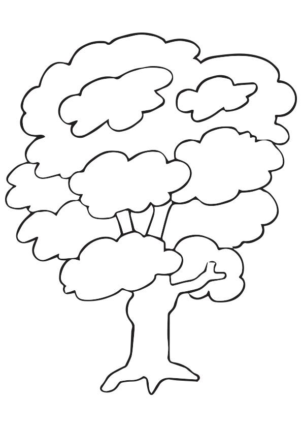 Kapok-Tree