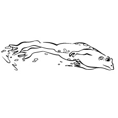 Leaping frog coloring page