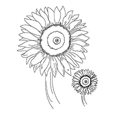 Little Becka sunflower coloring page