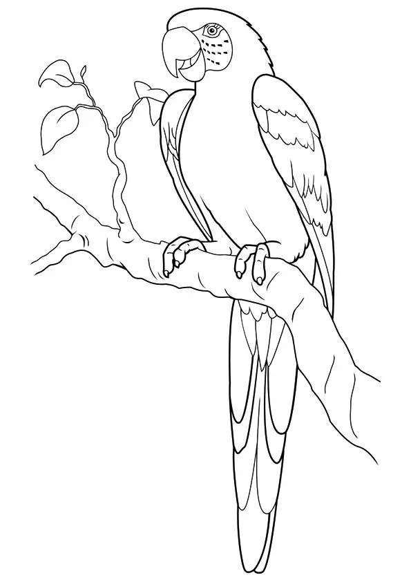 Macaw