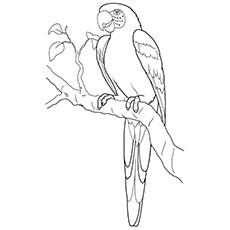 realistic parrot coloring page