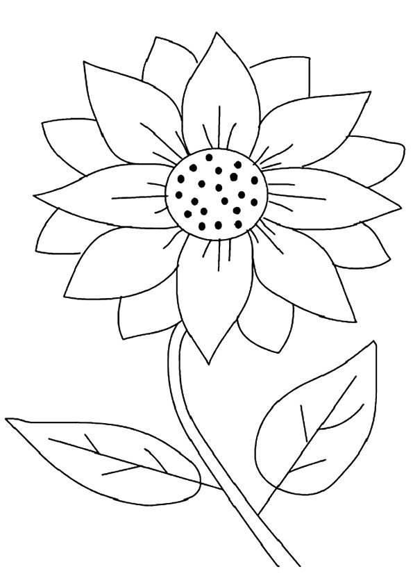 Maximilian-Sunflower