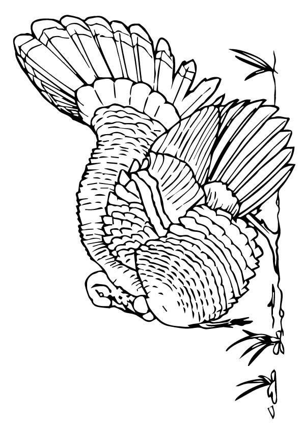 Merriam%E2%80%99s-Wild-Turkey