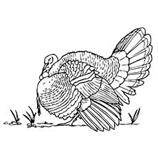 wild turkey clip art black and white