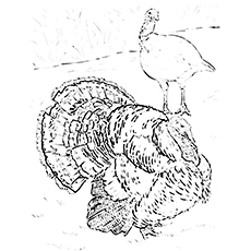 Narragansett Turkey coloring page