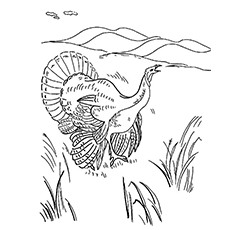 Ocellated turkey coloring page