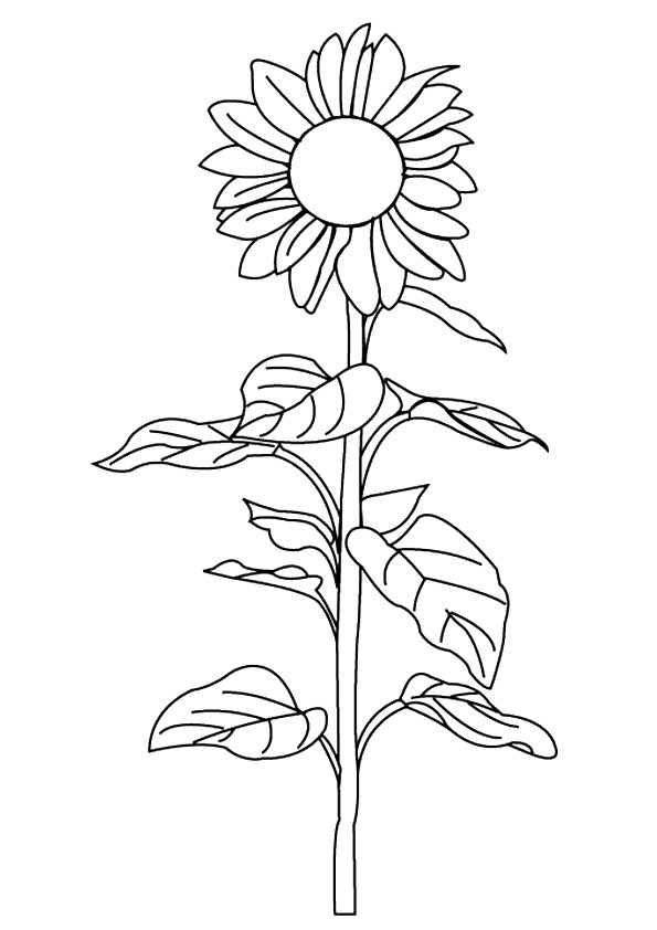 Pacino-Cola-Sunflower