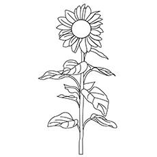 realistic sunflower coloring page