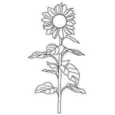 Pacino cola sunflower coloring page