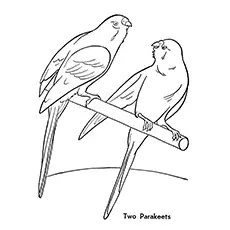 Parakeets parrot coloring page