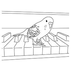 Parrotlet parrot coloring page