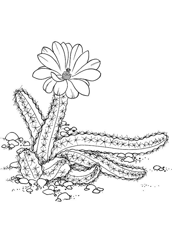 Peanut-Cactus