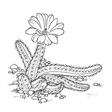 Peanut cactus coloring page
