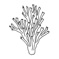 Pillar coral to print coloring page