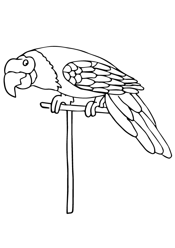 Pionus-Parrot