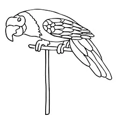 Pionus parrot coloring page