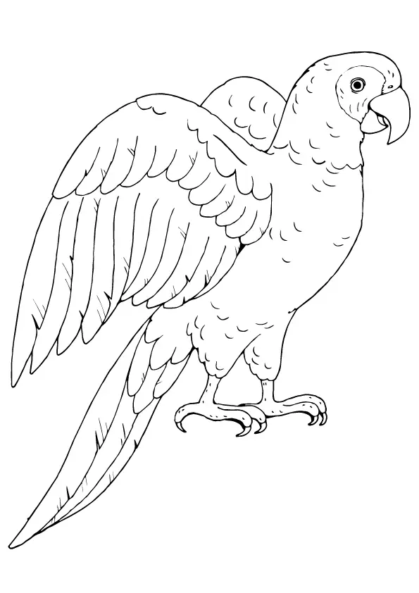 Poicephalus-Parrot