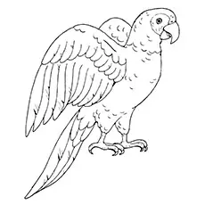 Poicephalus parrot coloring page