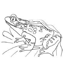 Poison dart frog coloring page