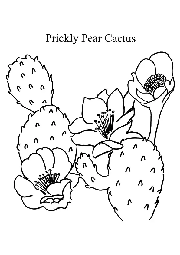 Prickly-Pear