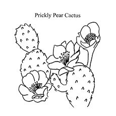 The Prickly pear cactus coloring page