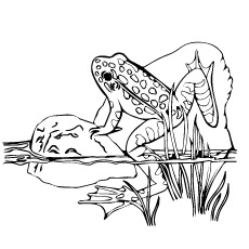 Coloring Page of Red Eyed Tree Frog