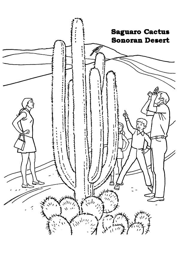 Saguaro-Cactus