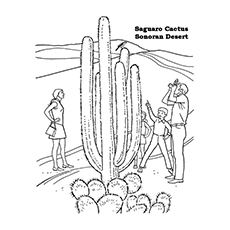 The Saguaro cactus coloring page