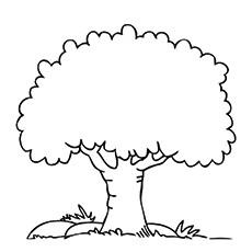 Download Coloring Pages Of Trees With Branches Coloring And Drawing