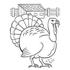 Slate turkey coloring page