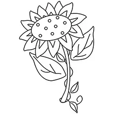 Solara sunflower coloring page