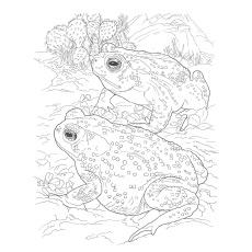 Sonoran desert toad coloring page