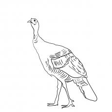 South Mexican turkey coloring page