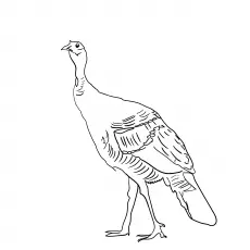 South Mexican turkey coloring page