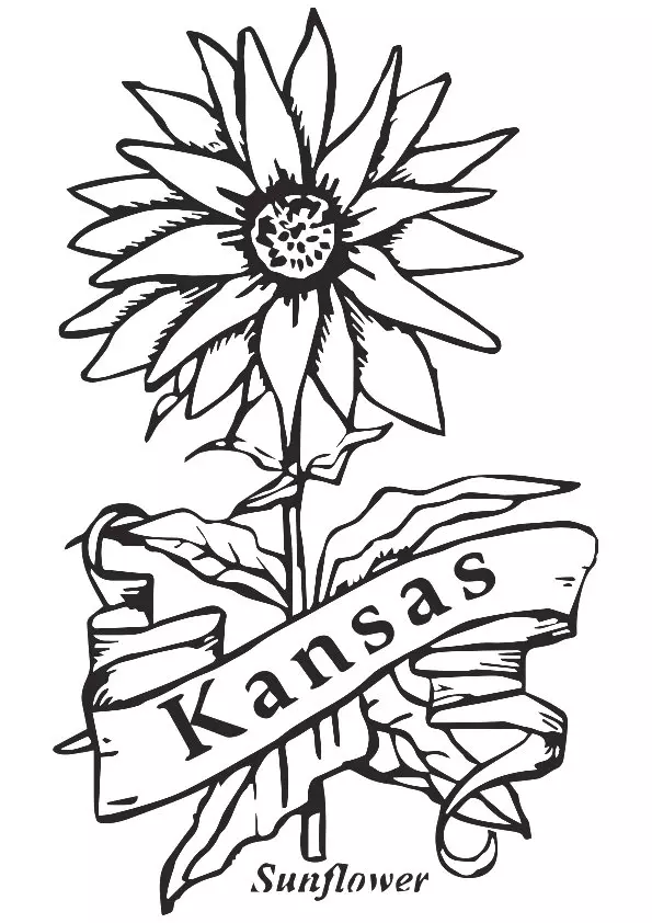 State-Flower-Of-Kansas