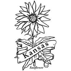 The state flower of Kansas, sunflower coloring page