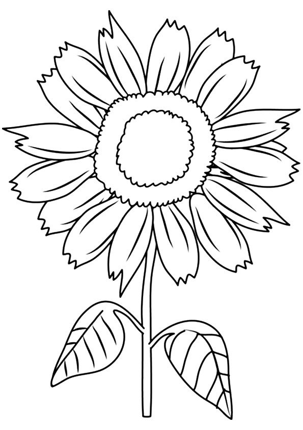 Sunny-Smile-Sunflower