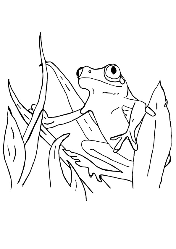 Surinam-Frog