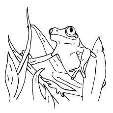 Surinam frog coloring page