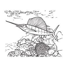 Swordfish near the reef coral coloring page