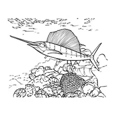 Swordfish near the reef coral coloring page_image