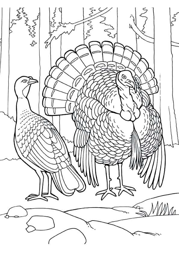 The-Eastern-Wild-Turkey