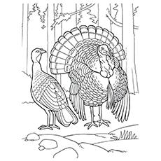 black throated gray turkey coloring pages