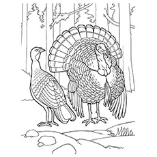 Eastern wild turkey coloring page