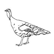 Turkey Rio Grande coloring page